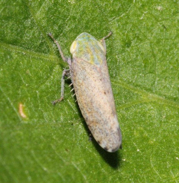 Fieberiella