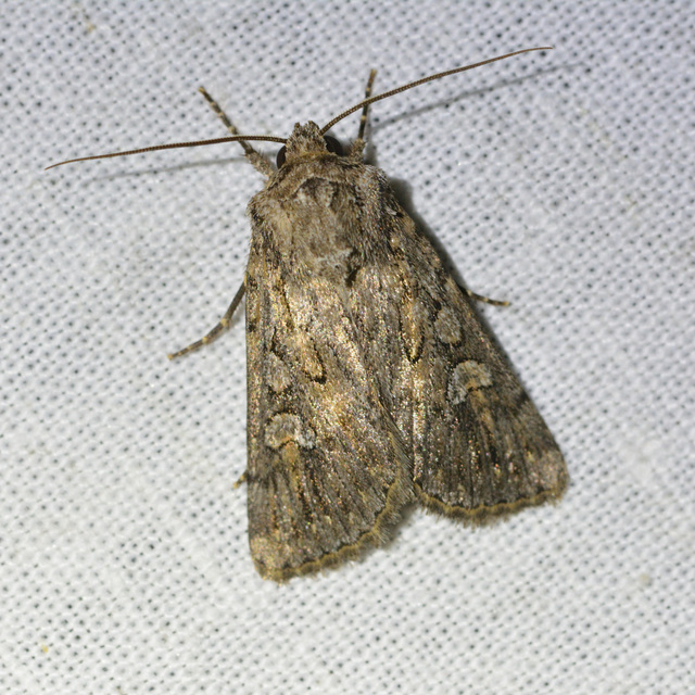 Dichagyris forcipula - szürkésbarna földibagoly
