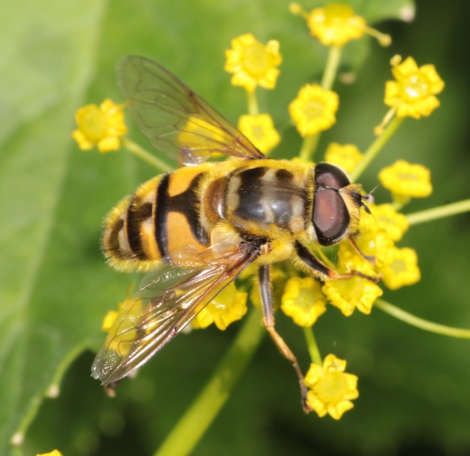 Myathropa florea - halálfejes odúlégy