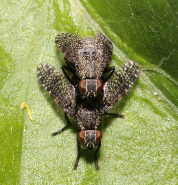 Platystoma lugubre