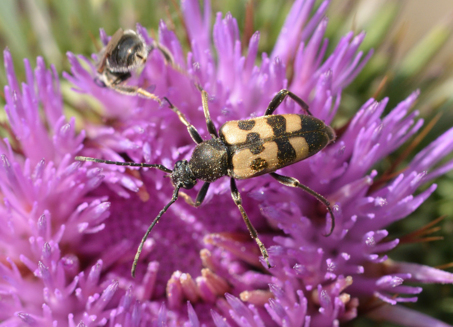 Pachytodes erraticus - rajzos virágcincér