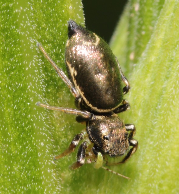 Heliophanus