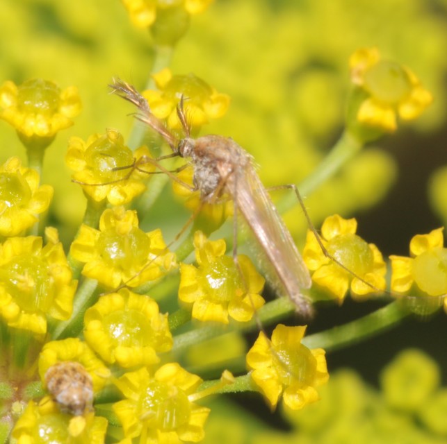 Culicidae - csípőszúnyogok