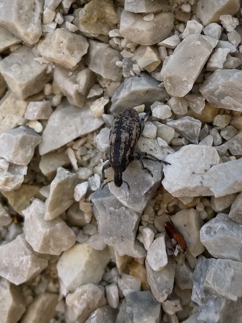 Pseudocleonus cinereus - hamvas barkó
