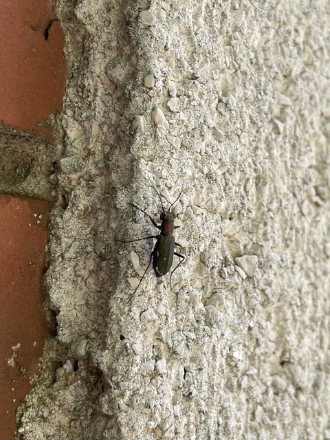 Cylindera germanica - parlagi homokfutrinka