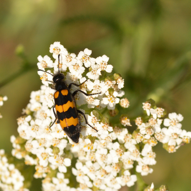 Mylabris variabilis - szalagos hólyaghúzó Mylabris variabilis - szalagos hólyaghúzó