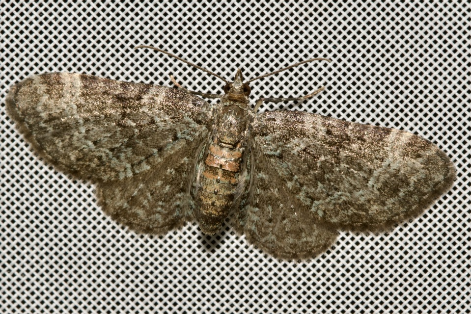 Pasiphila rectangulata - almavirág-araszoló