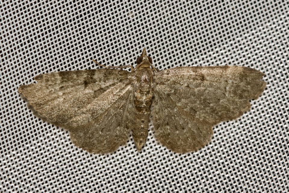 Pasiphila chloerata - hamvas törpearaszoló