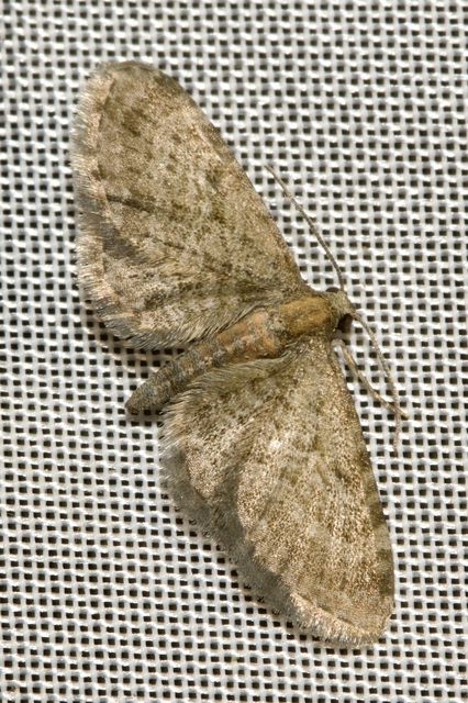 Eupithecia haworthiata - rozsdástestű törpearaszoló