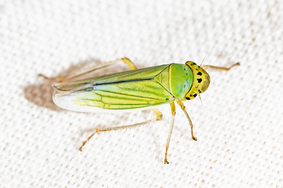Cicadella viridis - méregzöld kabóca