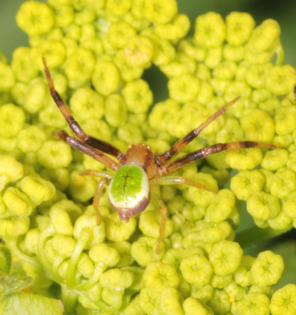 Ebrechtella tricuspidata - alakoskodó karolópók