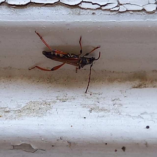 Stenopterus rufus - tarkacsápú keskenyfedőscincér