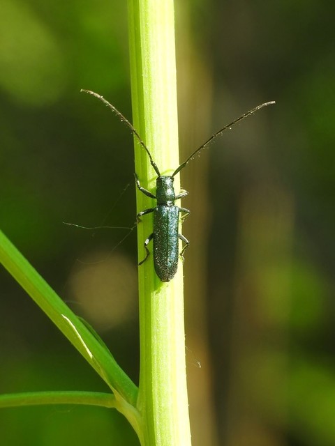 Agapanthia violacea - kék somkórócincér