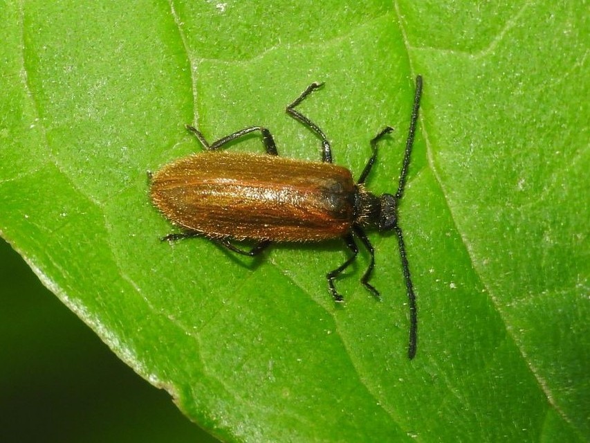 Lagria