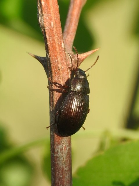 Nalassus dermestoides - rövidszárnyú gyászbogár