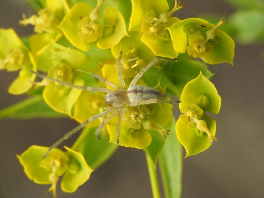 Cheiracanthium