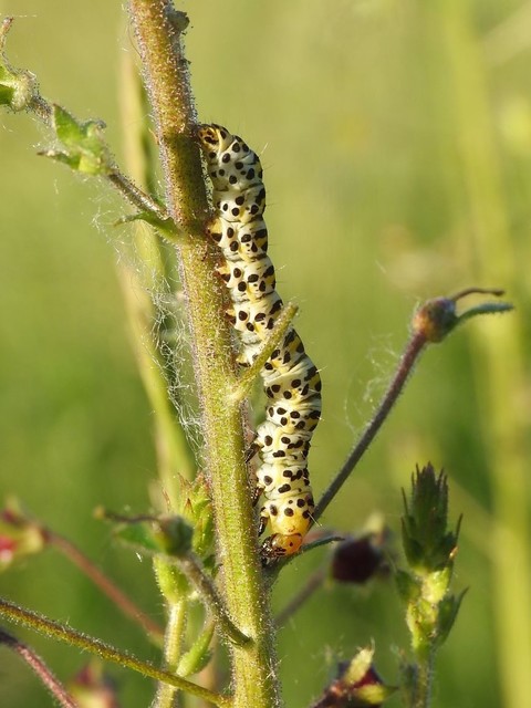 Shargacucullia gozmanyi/scrophulariae/verbasci