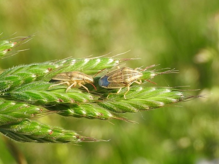 Aelia acuminata - közönséges szipolypoloska Aelia acuminata - közönséges szipolypoloska
