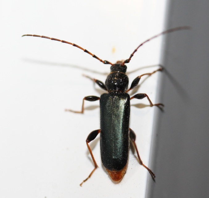 Phymatodes testaceus - változékony korongcincér
