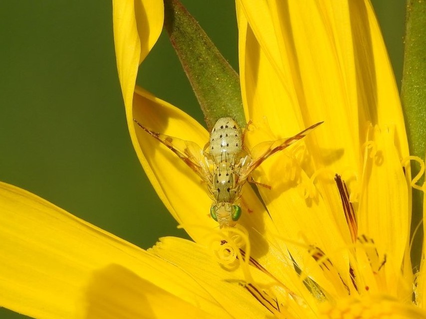 Tephritidae - fúrólégyfélék