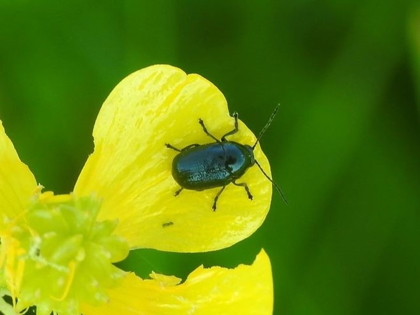 Cryptocephalus violaceus - sötétkék zömökbogár Cryptocephalus violaceus - sötétkék zömökbogár
