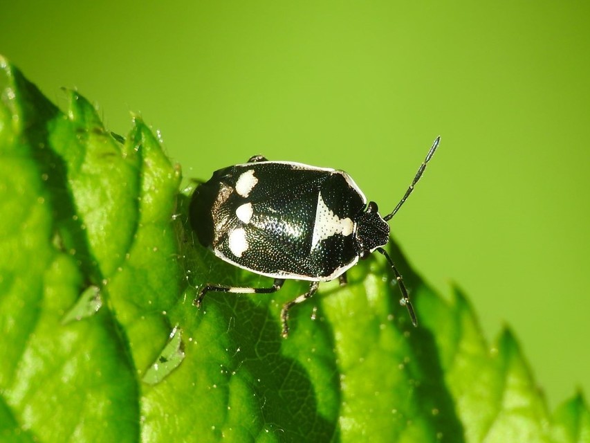 Eurydema oleracea - paréjpoloska Eurydema oleracea - paréjpoloska