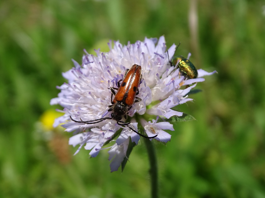Vadonia unipunctata - kétpettyes virágcincér