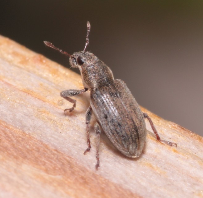 Sitona humeralis - lucerna-csipkézőbogár