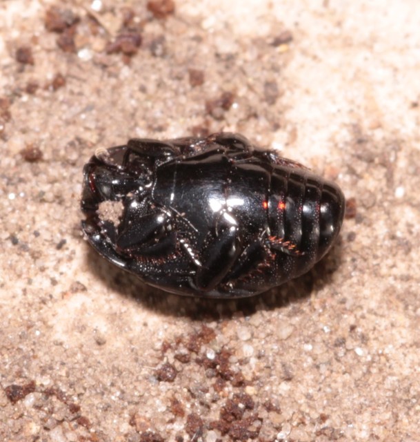 Margarinotus purpurascens - vöröslő sutabogár