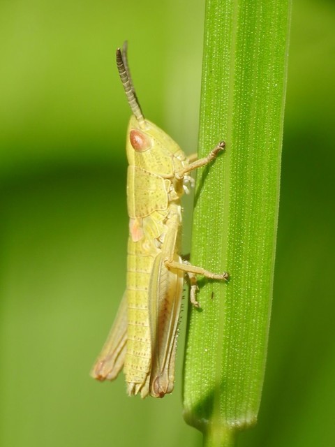 Euthystira brachyptera - smaragdzöld sáska