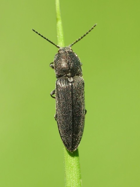 Cidnopus pilosus - szőrös pattanó