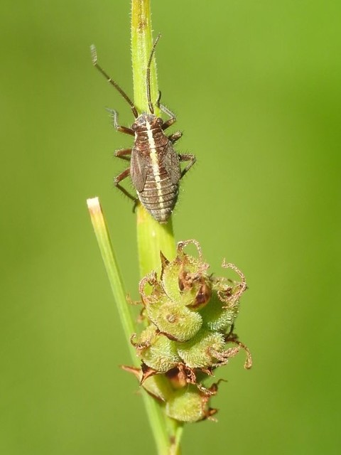 Horistus orientalis