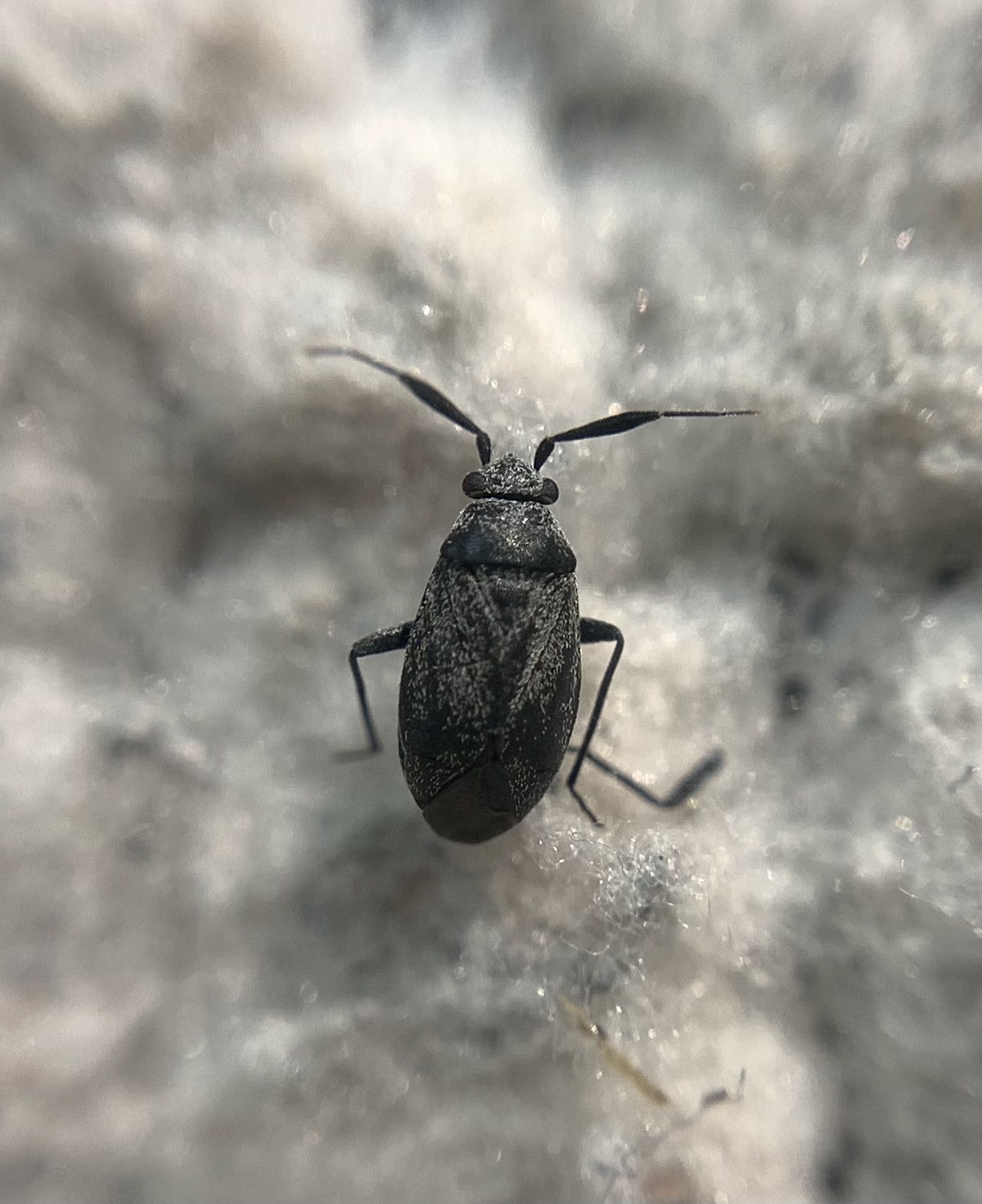 Atractotomus mali - gyümölcsfapoloska