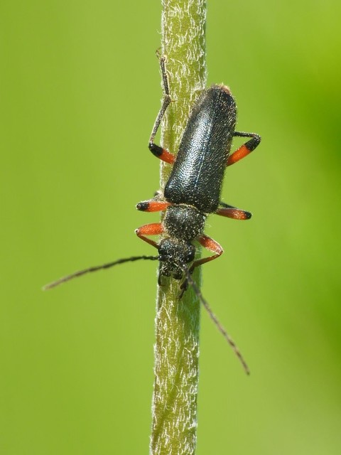 Cortodera villosa - bozontos cserjecincér