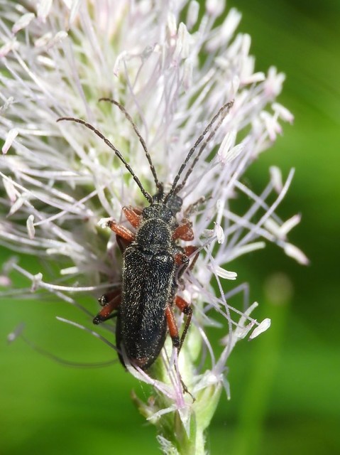 Cortodera villosa - bozontos cserjecincér