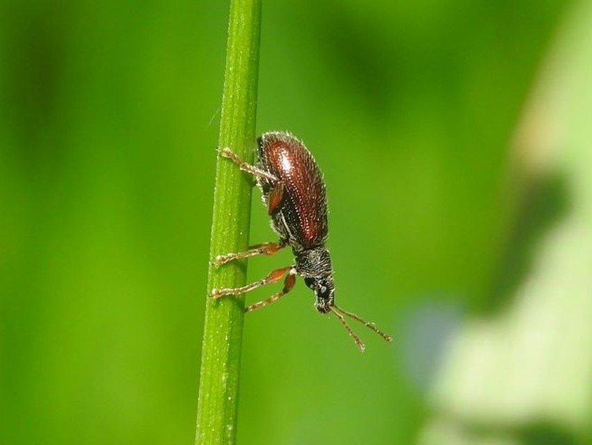 Phyllobius oblongus - közönséges levélormányos