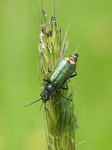 Clanoptilus