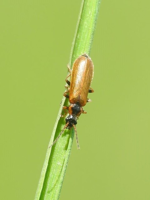 Rhagonycha nigriventris - feketecombú lágybogár Rhagonycha nigriventris - feketecombú lágybogár