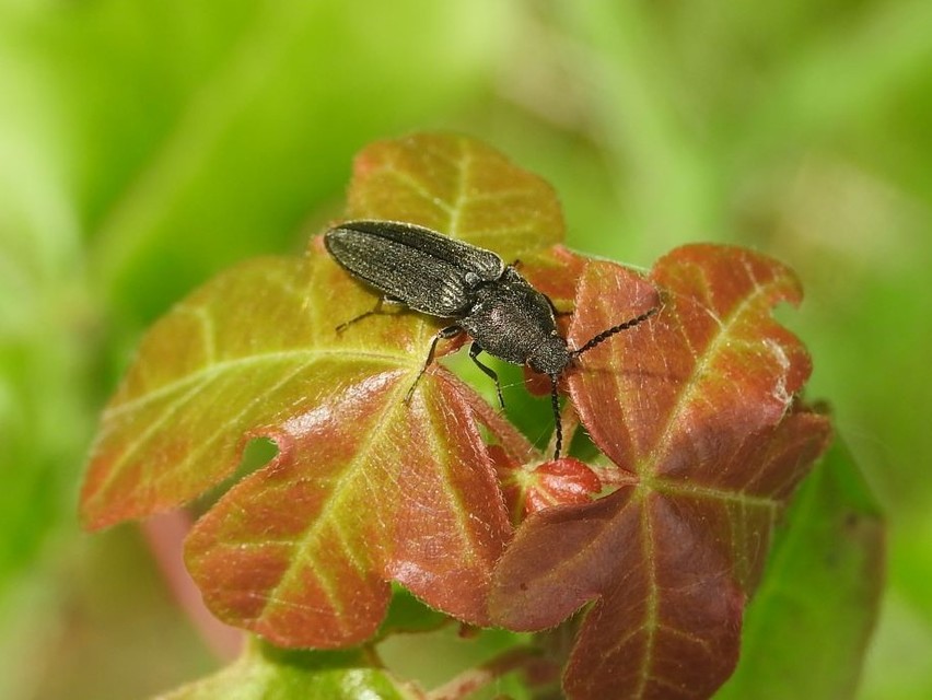 Cidnopus pilosus - szőrös pattanó