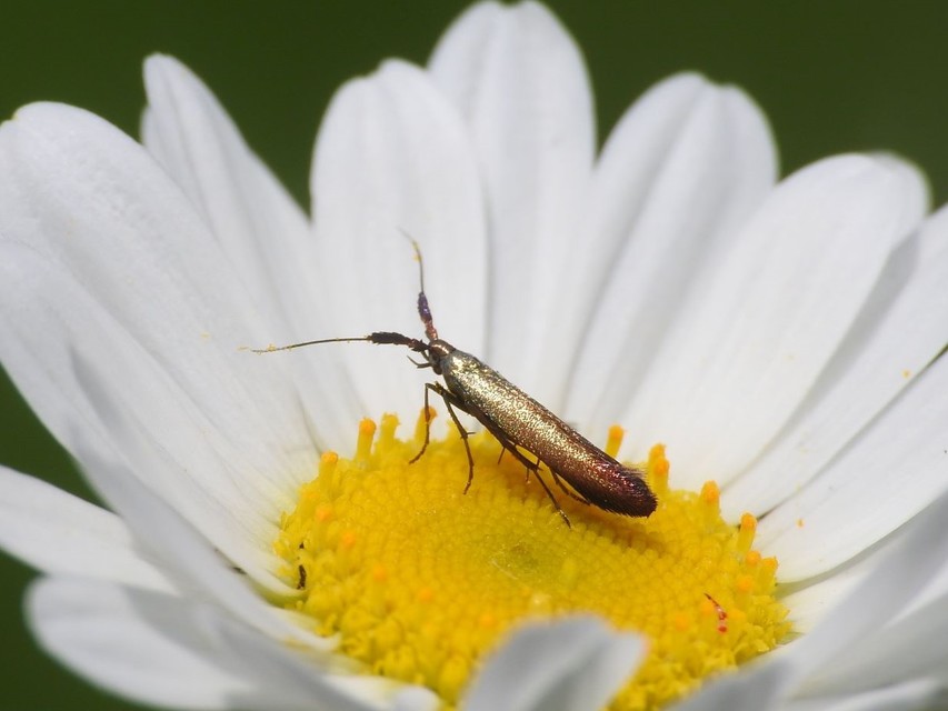 Coleophora