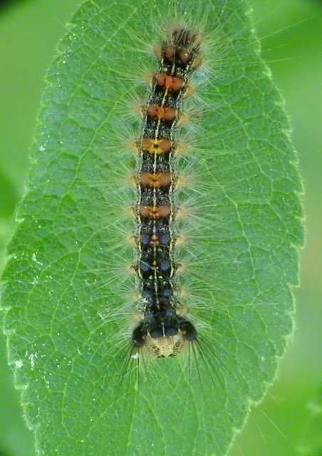 Lymantria dispar - gyapjaslepke