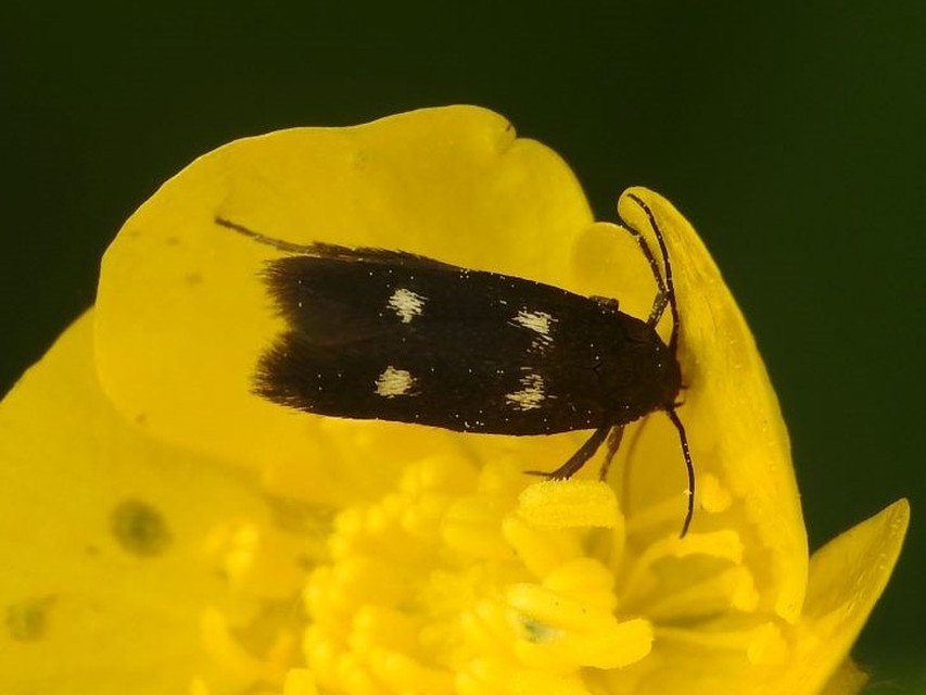 Parascythris muelleri - kétpettyes zöldmoly