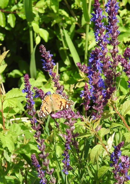 Vanessa cardui - bogáncslepke