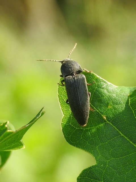 Melanotus