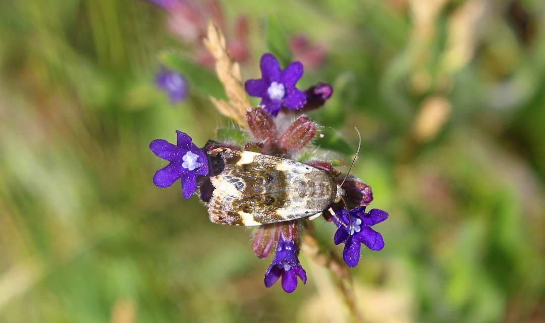 Acontia lucida - fehér nappalibagoly