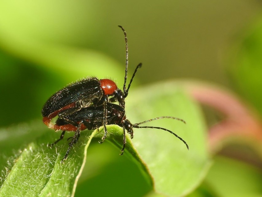 Dinoptera collaris - vörösnyakú virágcincér