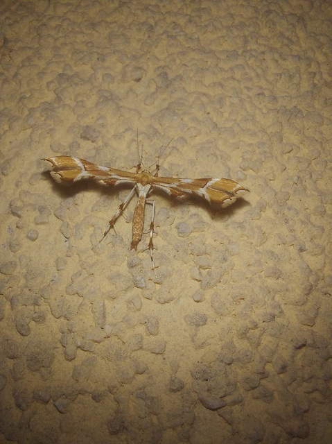 Cnaemidophorus rhododactyla - rózsabogyó-tollasmoly