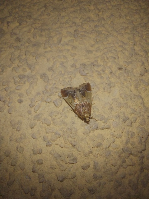Pyralis farinalis - lisztilonca