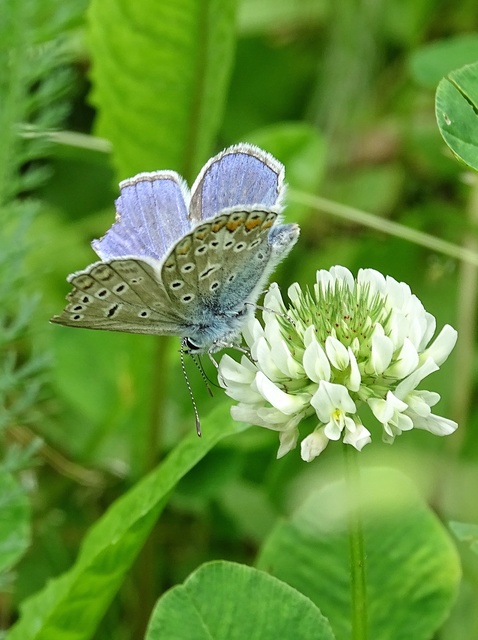 Polyommatus icarus - közönséges boglárka