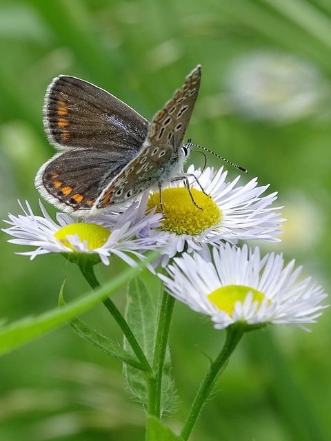 Polyommatus icarus - közönséges boglárka